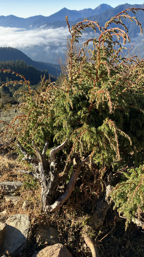 drooping juniper (Juniperus recurva)