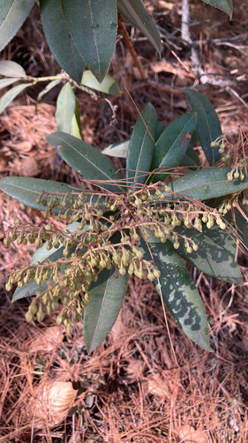 Pieris formosa, photograph 5