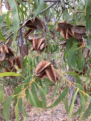 Acacia crassicarpa