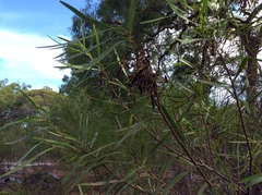 Acacia simsii