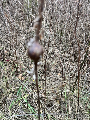Unknown species found near Raven Run Nature Sanctuary, Lexington, KY, US