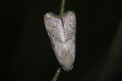 Lepidoptera