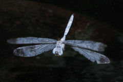 Zyxomma obtusum