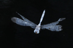 Zyxomma obtusum