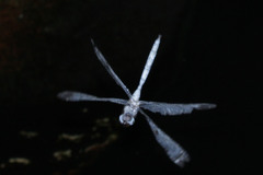 Zyxomma obtusum