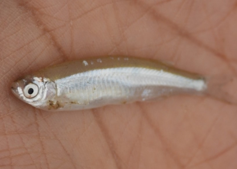 Phulo-mesbuikvis (Salmostoma phulo) — Cyprinidae