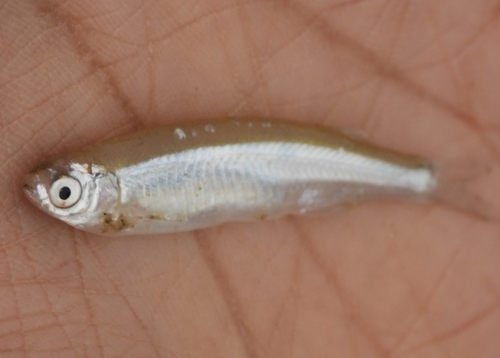 Finescale razorbelly minnow (Salmostoma phulo) — Cyprinidae