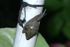 Lissachatina fulica