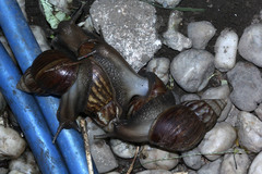 Lissachatina fulica