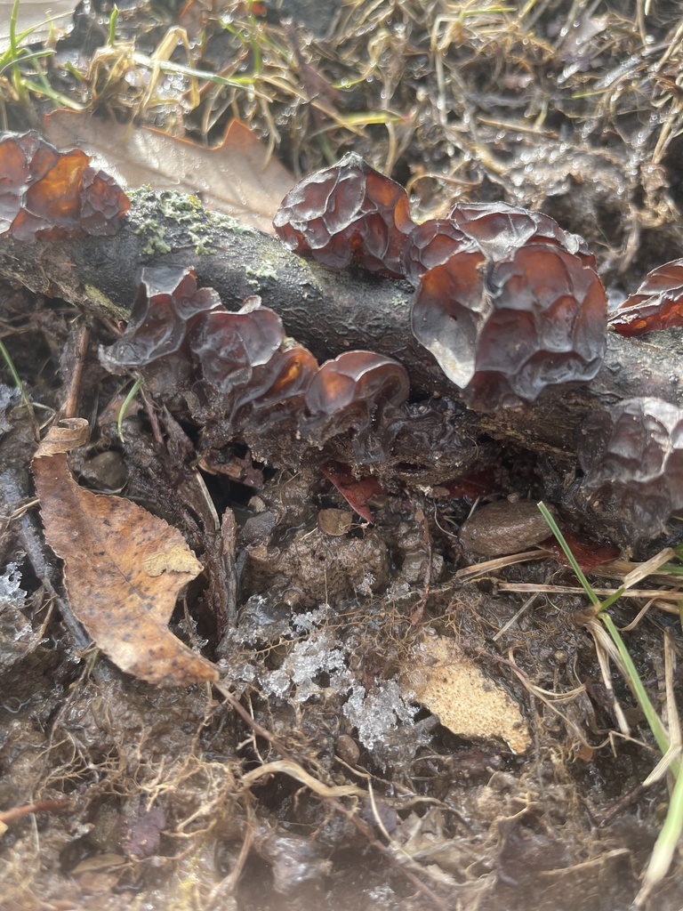 Exidia crenata · December 2025 · photo: © lengthofcordage (iNaturalist, cc-by)
