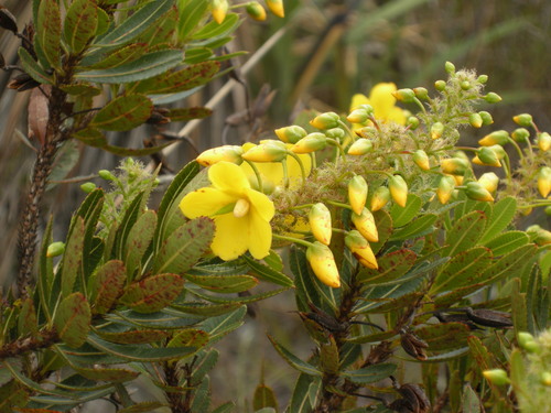 Luxemburgia ciliatibracteata