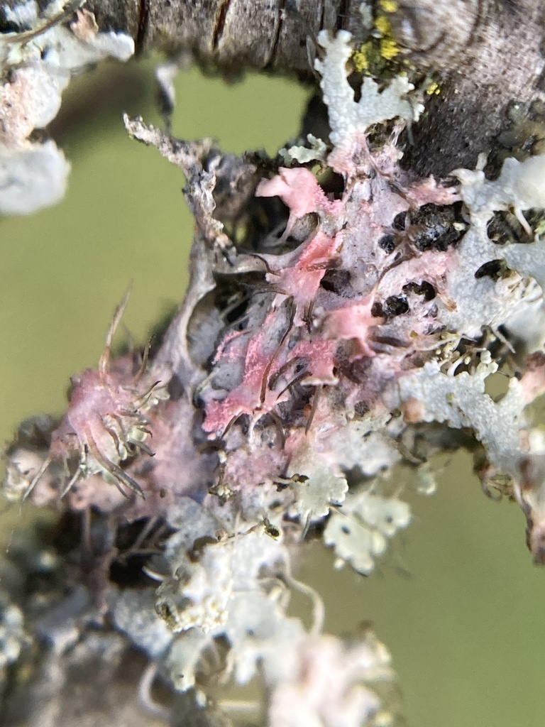 Laetisaria lichenicola