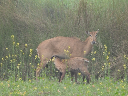 Nilgai