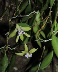 Dendrobium pugioniforme