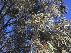 Acacia harpophylla