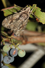 Agrius convolvuli