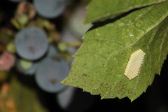 Agrius convolvuli
