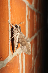 Agrius convolvuli