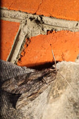 Agrius convolvuli