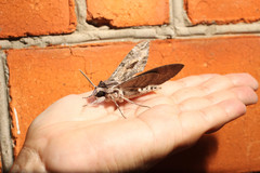 Agrius convolvuli