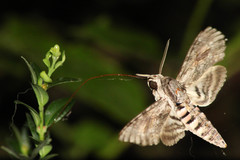 Agrius convolvuli