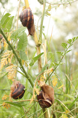 Helix lucorum