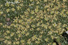 Azorella ruizii