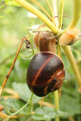 Helix lucorum