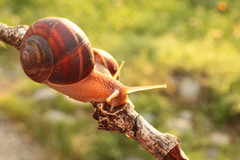 Helix lucorum