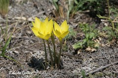 Zephyranthes filifolia