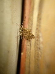 Diasemia grammalis