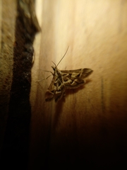 Diasemia grammalis