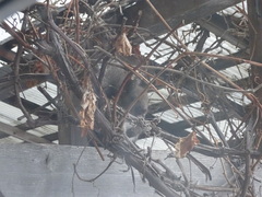 Sciurus vulgaris orientis