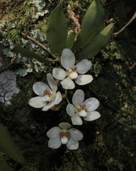 Sarcochilus falcatus