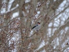 Pyrrhula pyrrhula griseiventris