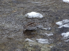 Gallinago solitaria