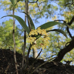 Dendrobium gracilicaule