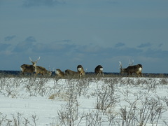 Cervus nippon yesoensis