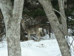 Cervus nippon yesoensis