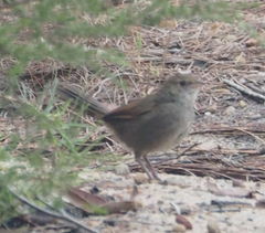 Dasyornis brachypterus