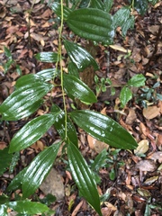 Cinnamomum subavenium