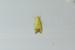 Gymnobathra flavidella