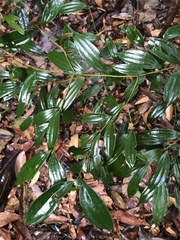 Cinnamomum subavenium