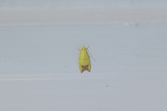 Gymnobathra flavidella