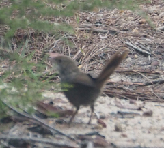 Dasyornis brachypterus