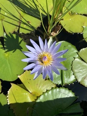 Nymphaea nouchali caerulea