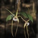 Dendrobium tetragonum melaleucaphilum - Photo (c) gumnutbabies，保留部份權利CC BY-NC
