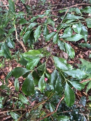 Euonymus laxiflorus