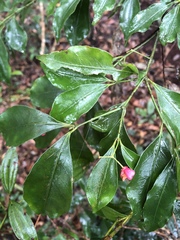 Euonymus laxiflorus