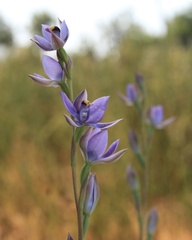 Thelymitra malvina